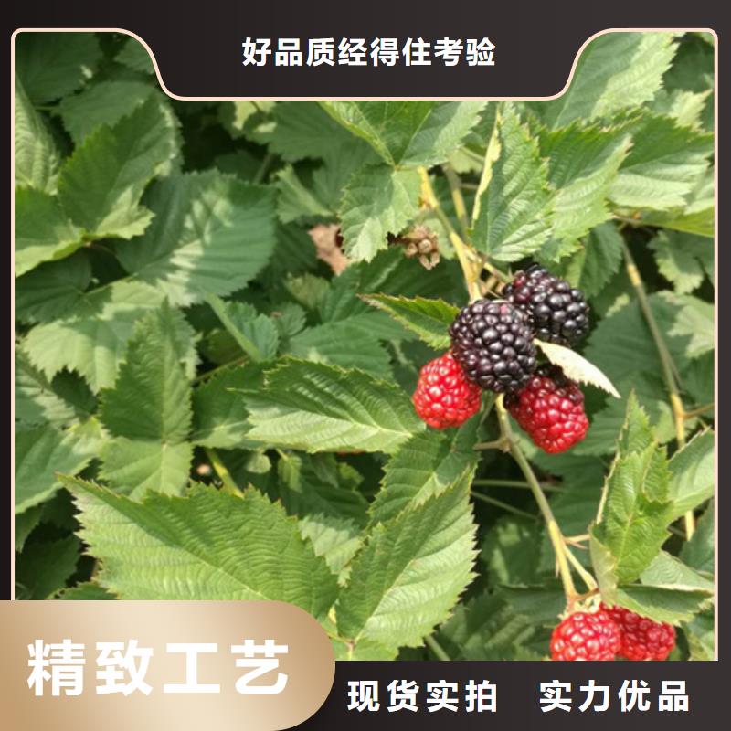 树莓苗根系发达