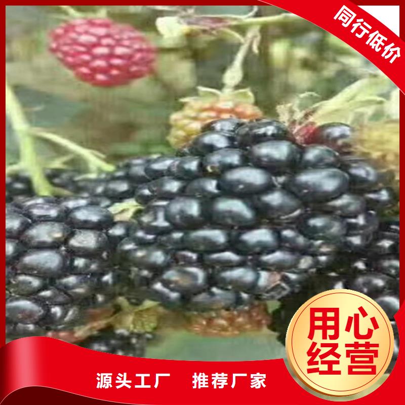 树莓樱桃苗支持定制贴心售后