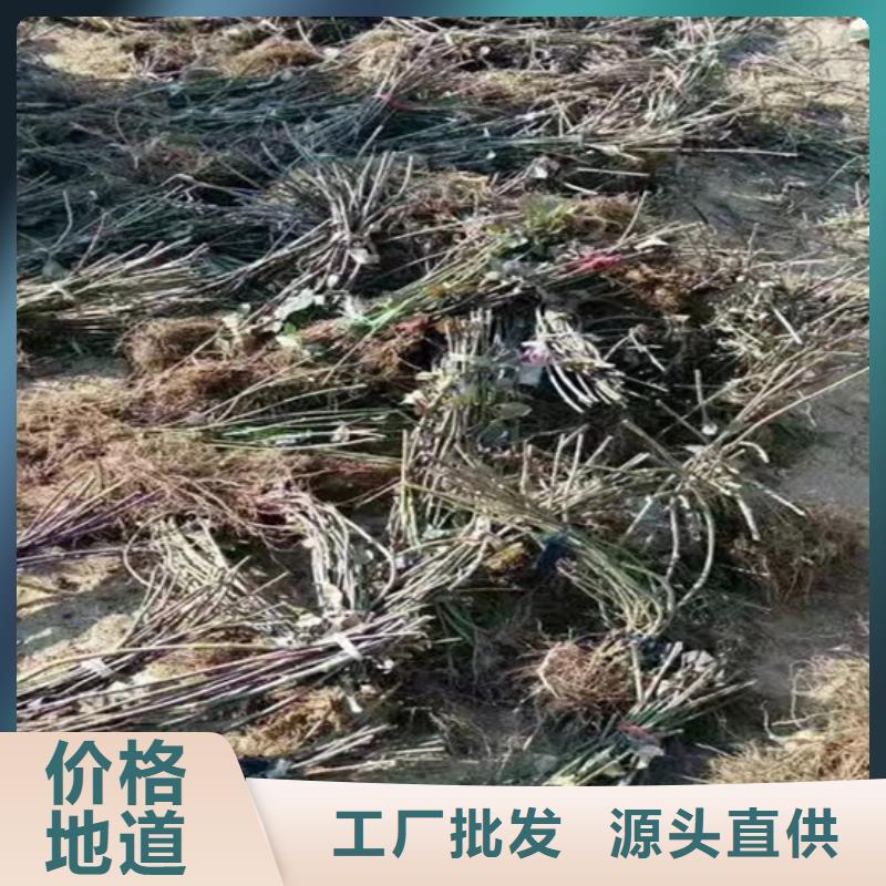 【树莓】无花果苗厂家实力雄厚
