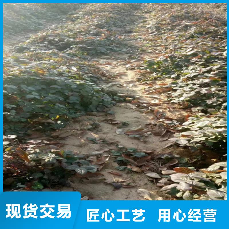树莓樱桃苗畅销当地