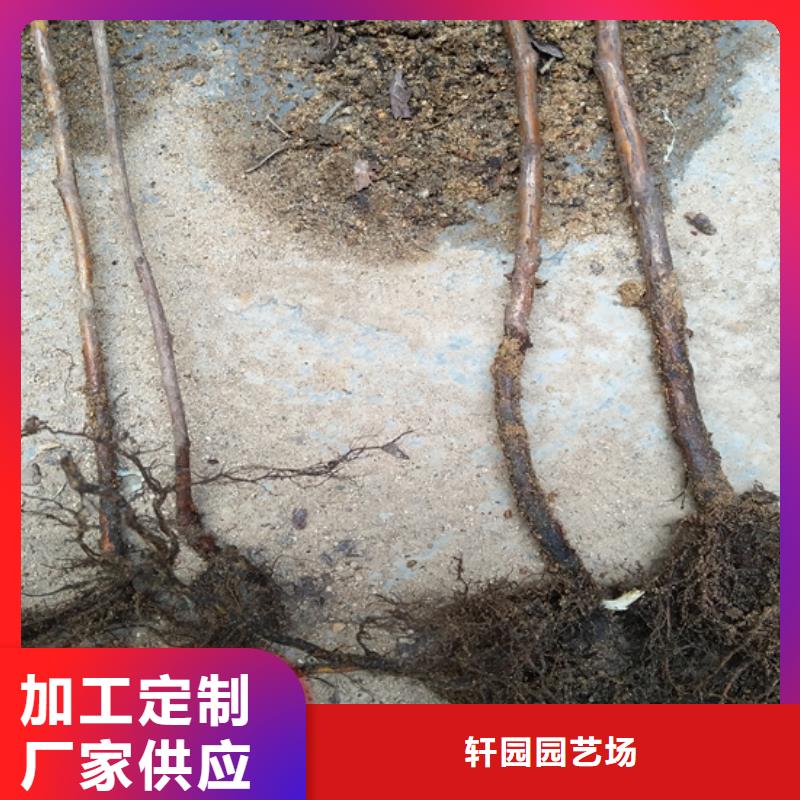 树莓苗根系发达