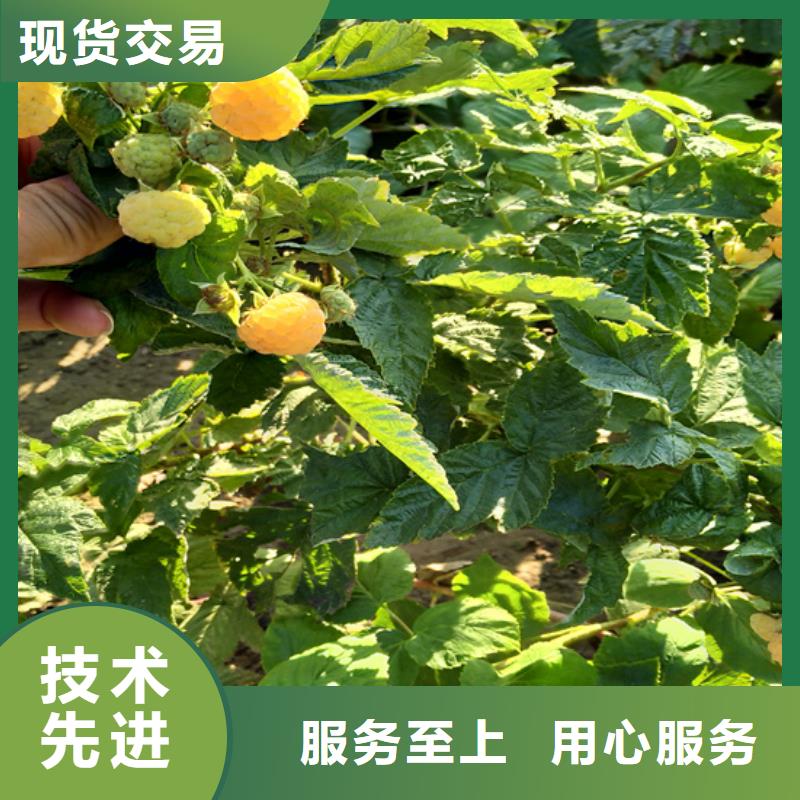 【树莓】无花果苗厂家实力雄厚