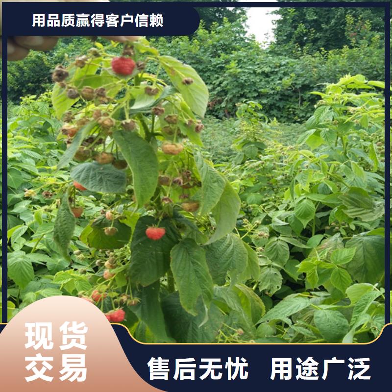 树莓樱桃苗畅销当地