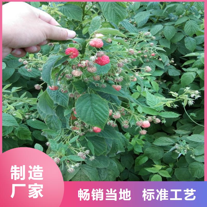 树莓苗根系发达