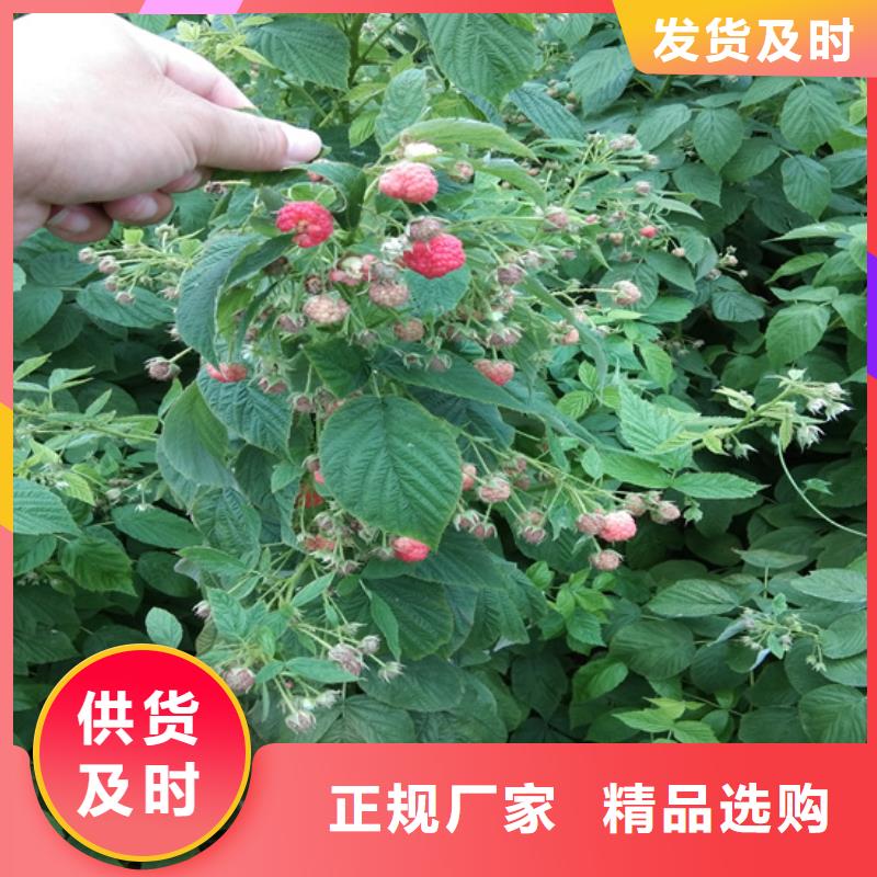 树莓樱桃苗畅销当地
