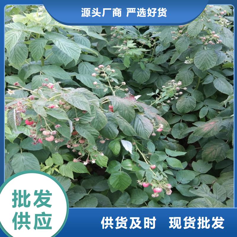 树莓桃树苗大量现货供应