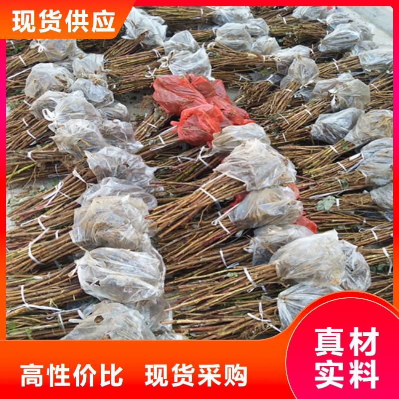 树莓樱桃苗畅销当地