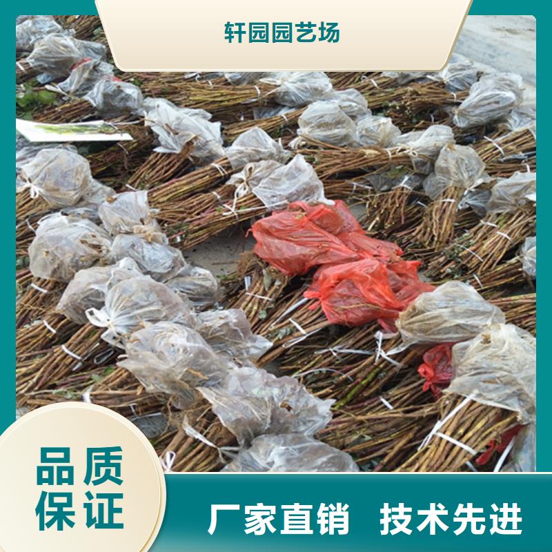 树莓樱桃苗支持定制贴心售后