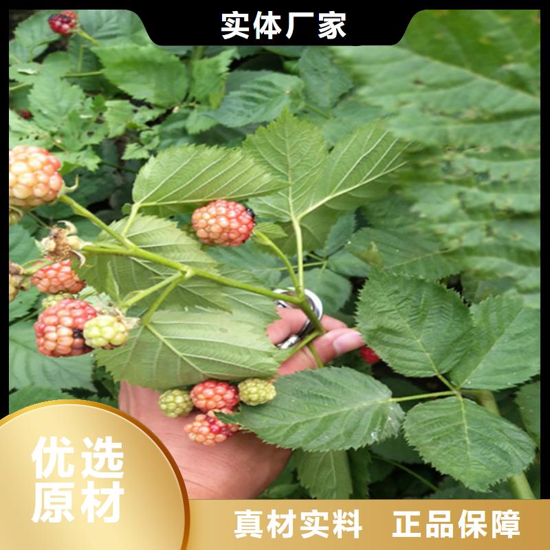 树莓樱桃苗畅销当地