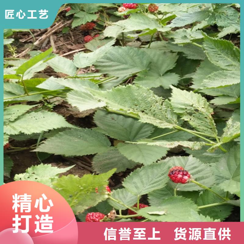 树莓苗根系发达