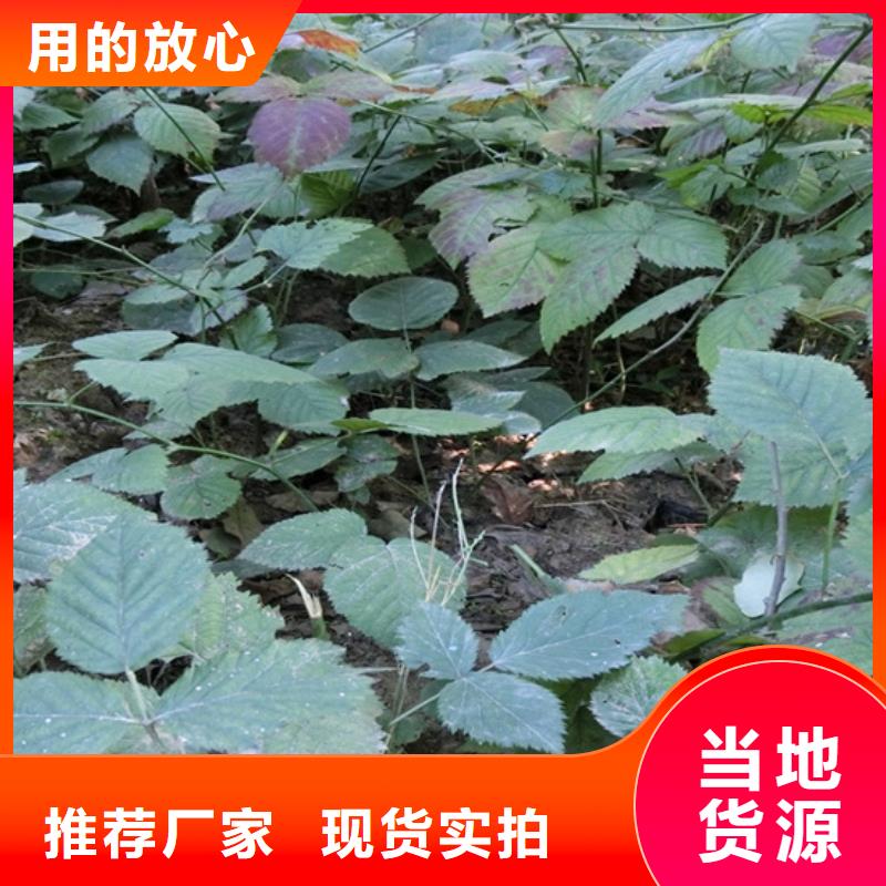 树莓【樱桃苗】产品细节