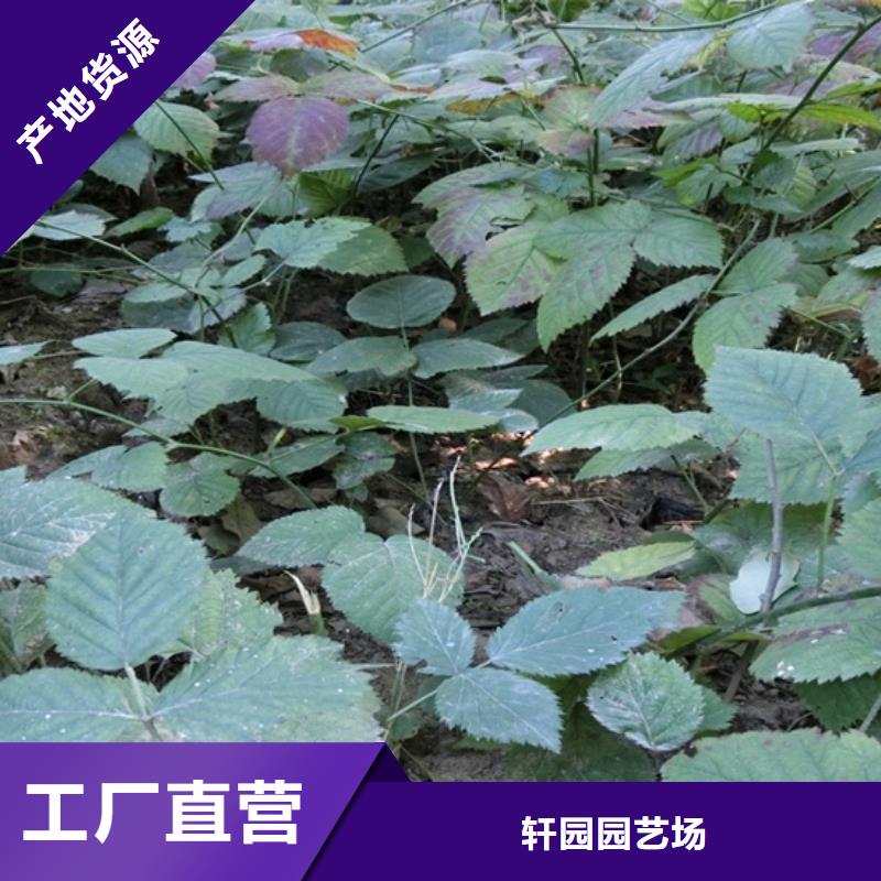 树莓樱桃苗支持定制贴心售后