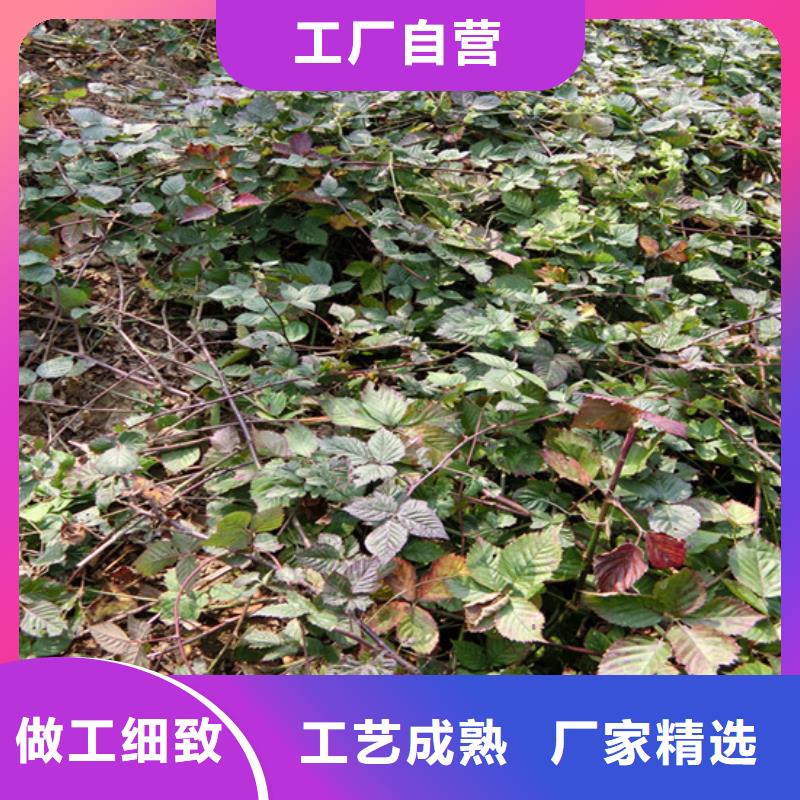 【树莓樱桃苗现货实拍】