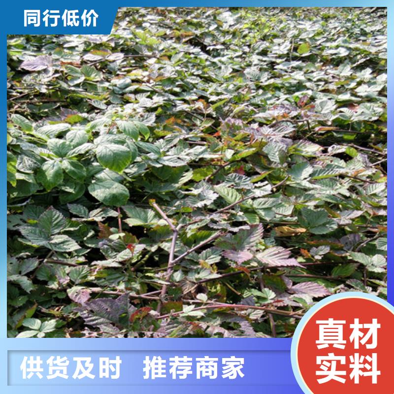 树莓石榴树一致好评产品