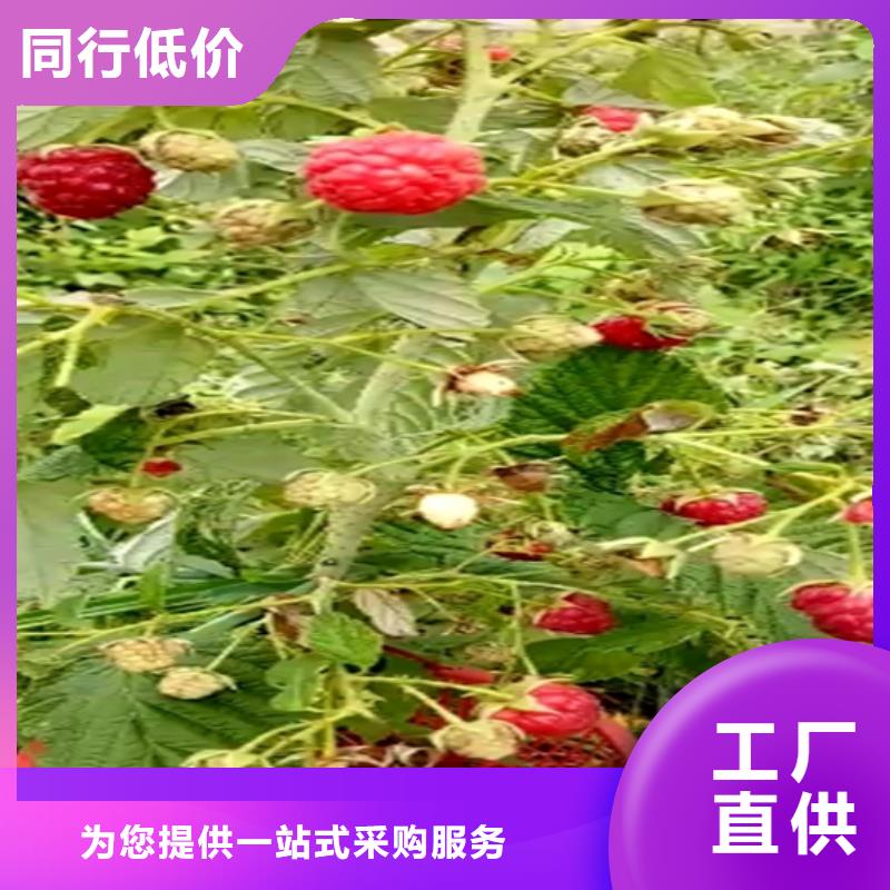 树莓【樱桃苗】产品细节