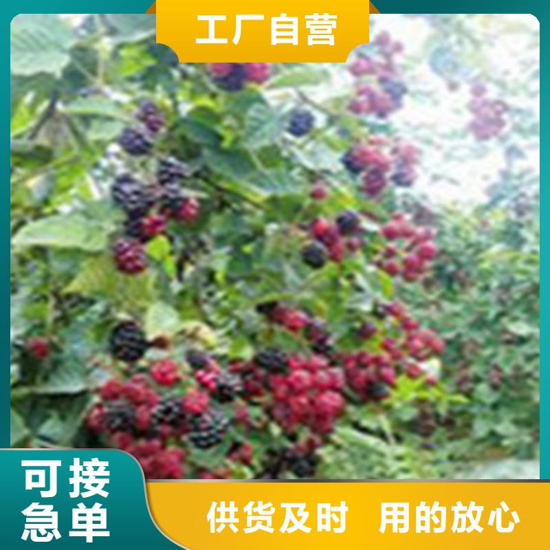 树莓桃树苗大量现货供应