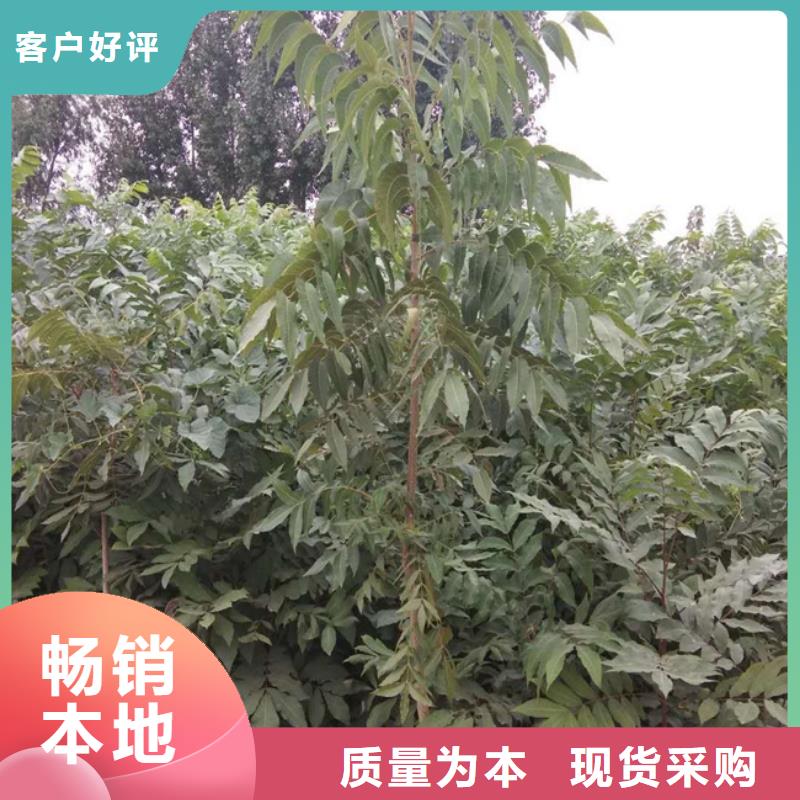 碧根果樱桃苗用心服务