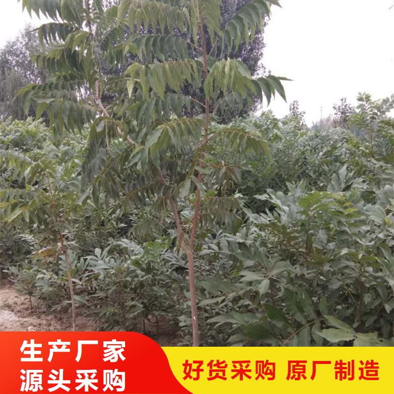 碧根果北美冬青热销产品