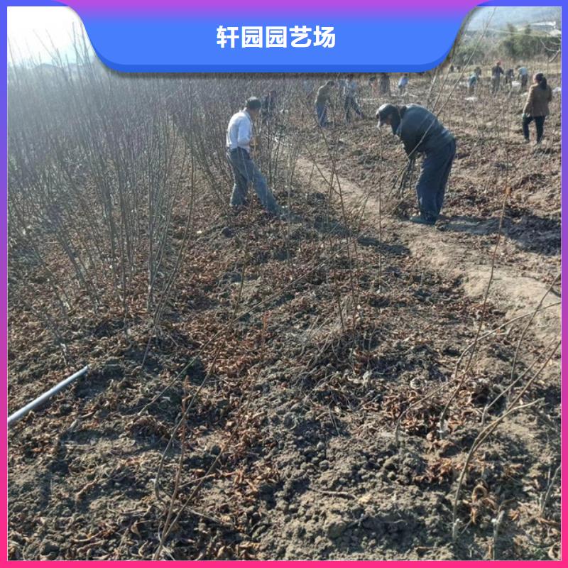 碧根果樱桃苗用心服务