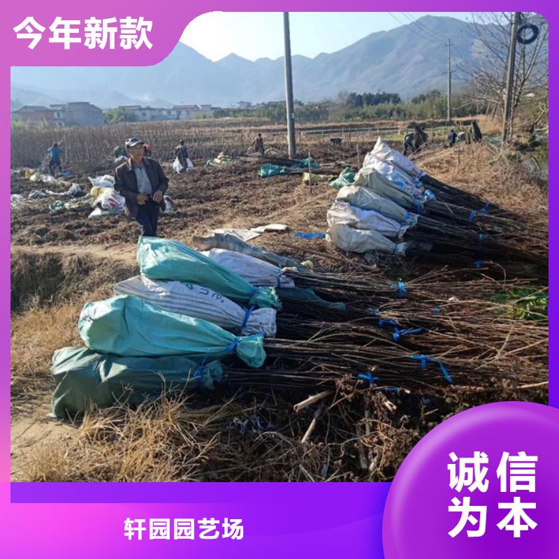 碧根果北美冬青热销产品