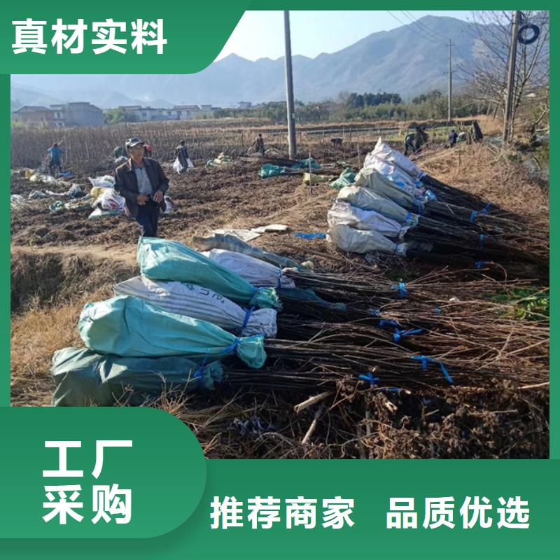 碧根果-樱桃苗出货及时
