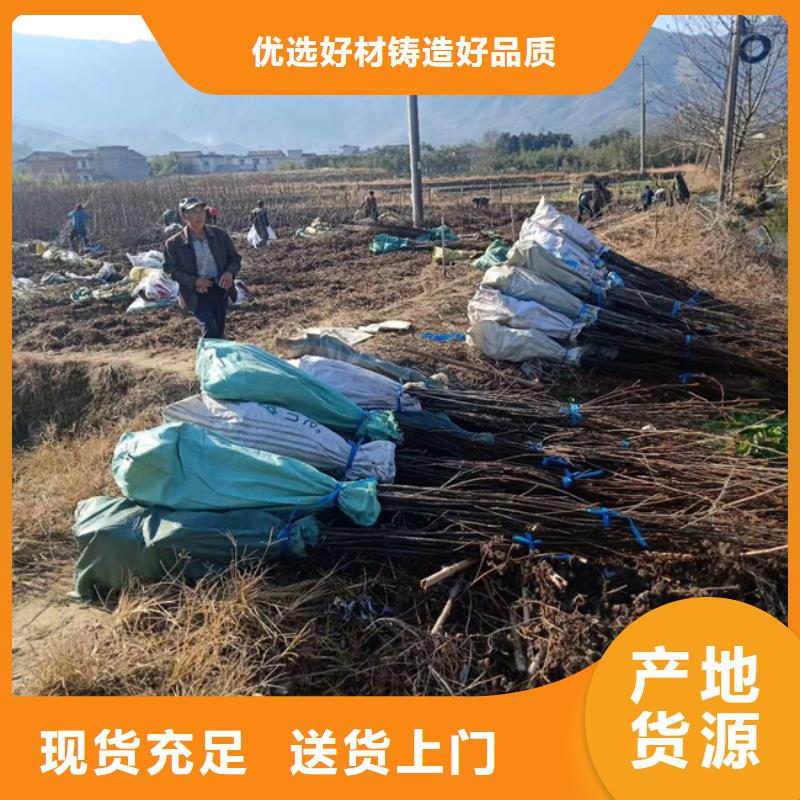 碧根果樱桃苗用心服务