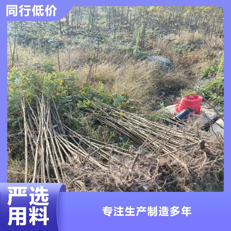 碧根果无花果苗匠心工艺