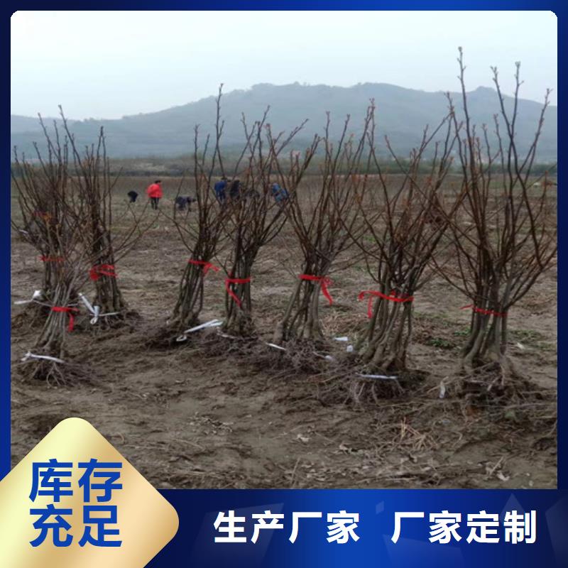 碧根果无花果苗匠心工艺