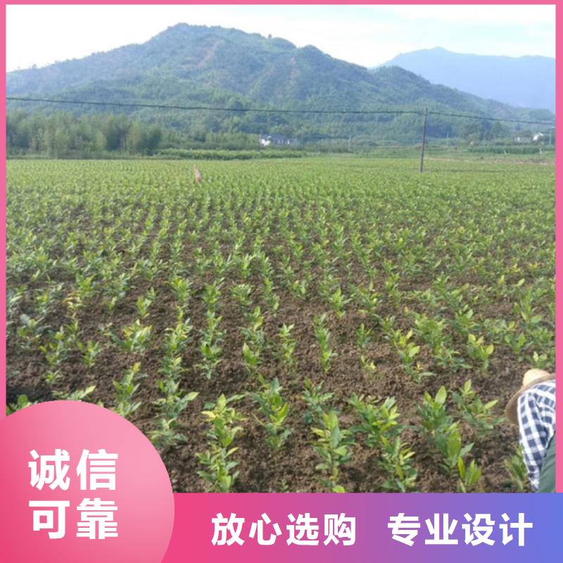 碧根果-樱桃苗出货及时