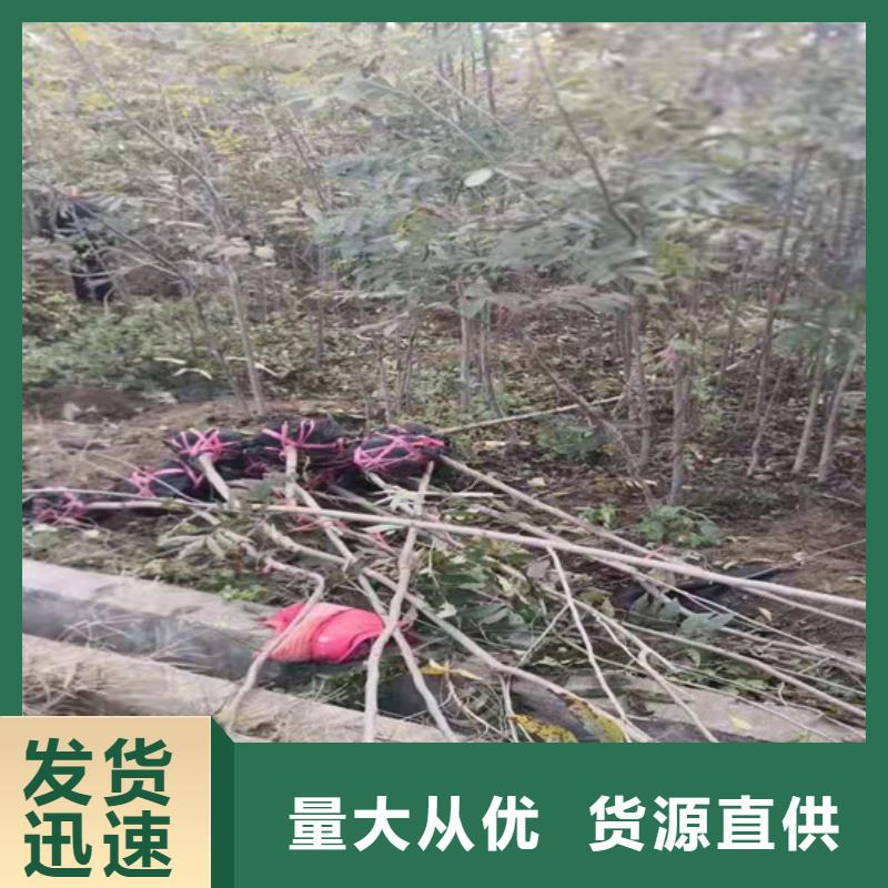 碧根果-樱桃苗出货及时