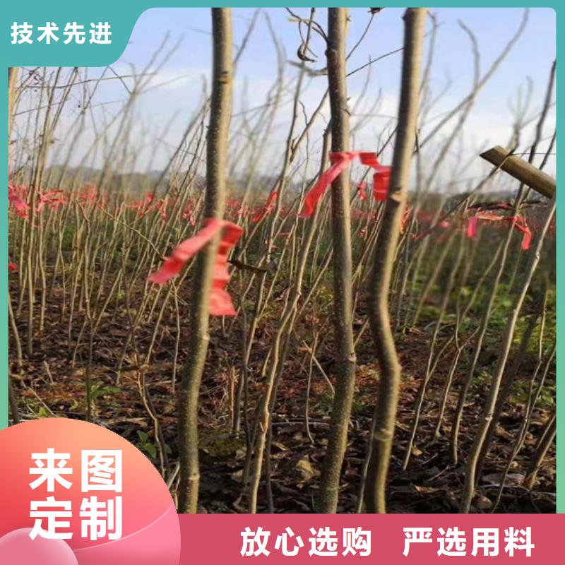 碧根果樱桃苗品质过硬