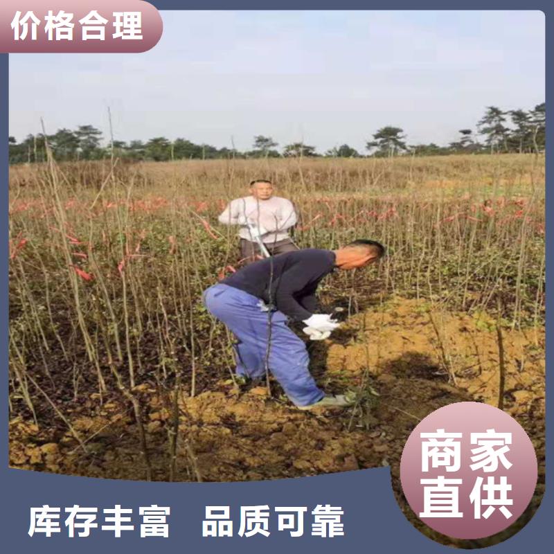 碧根果无花果苗匠心工艺