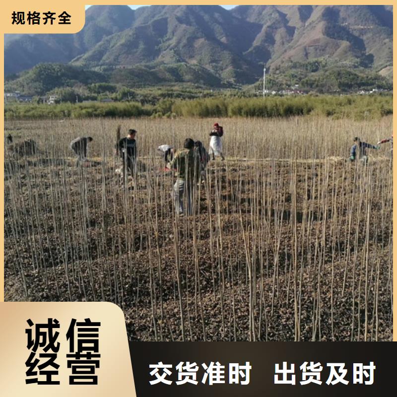 碧根果北美冬青热销产品
