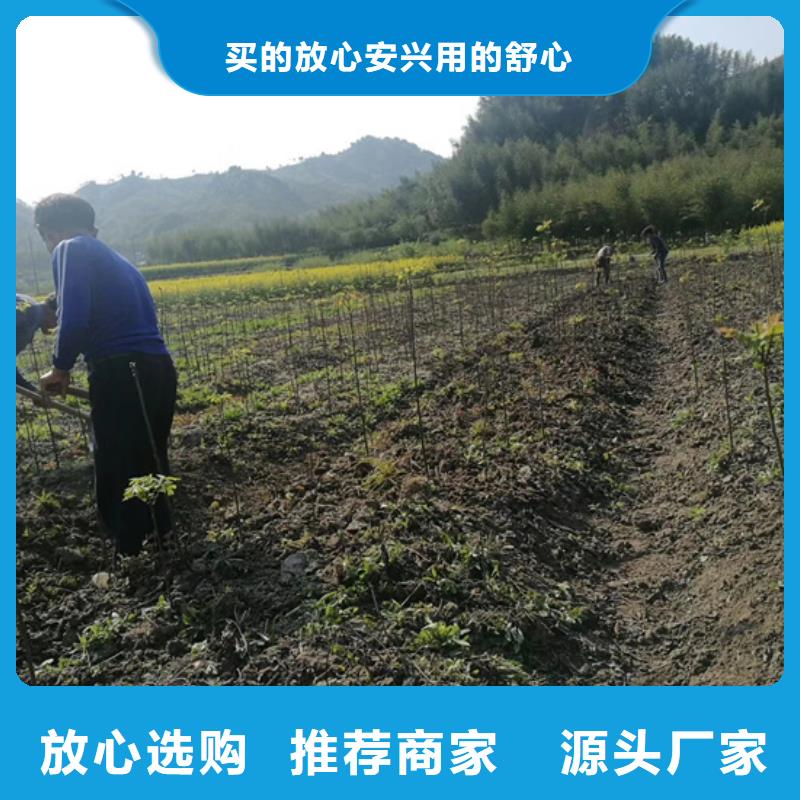 碧根果无花果苗匠心工艺