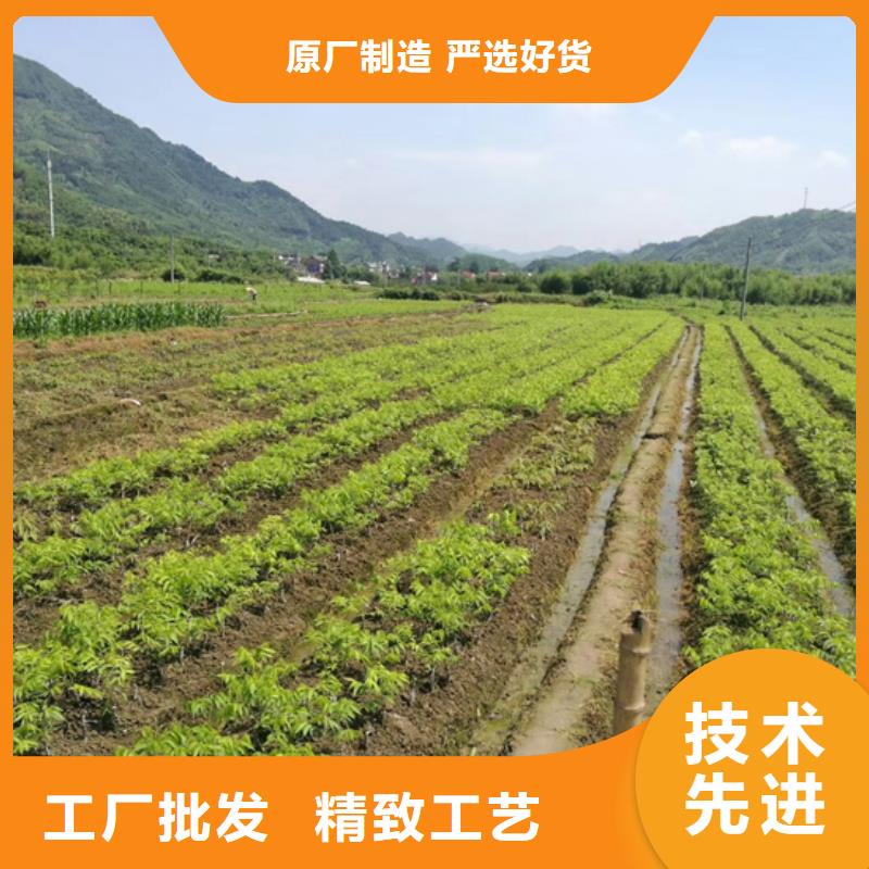 碧根果樱桃苗按需定制