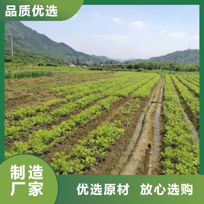 碧根果-樱桃苗出货及时