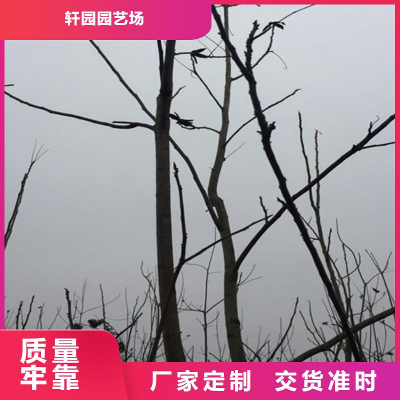 碧根果樱桃苗品质过硬