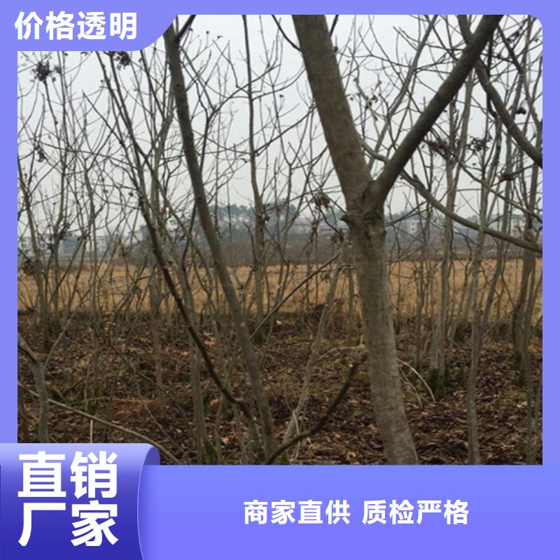 碧根果,花椒苗让客户买的放心