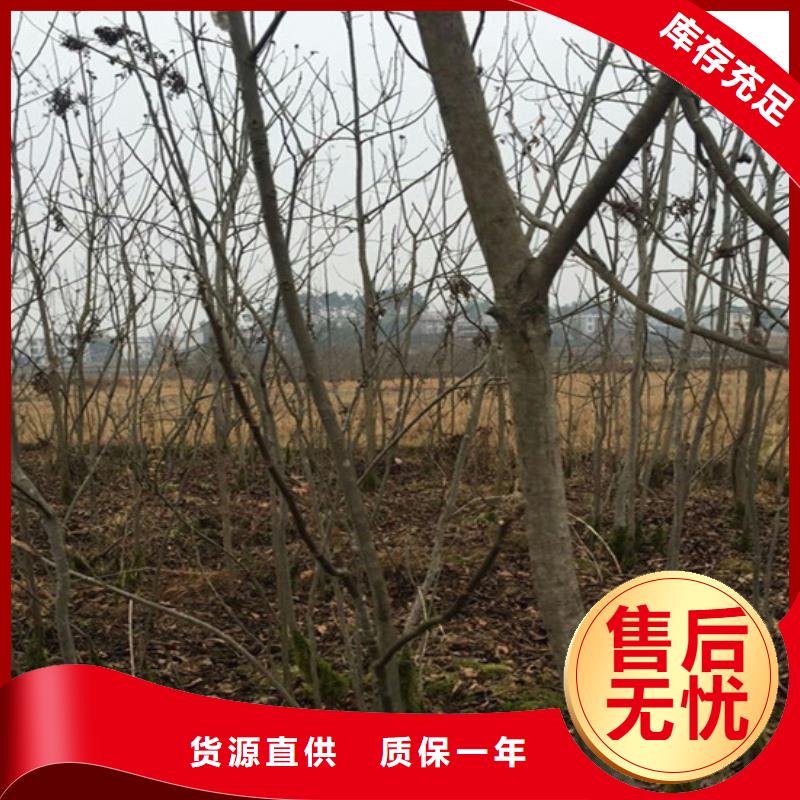 碧根果树苗育苗基地