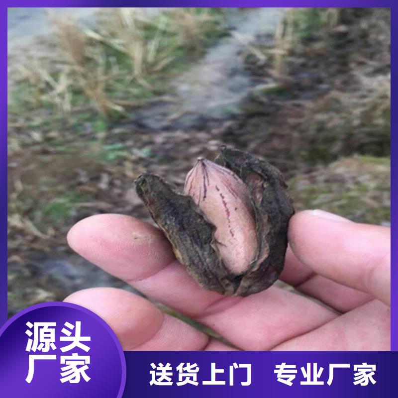 碧根果无花果苗匠心工艺
