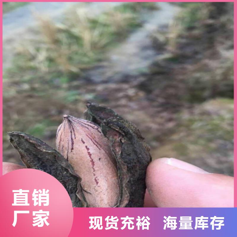 碧根果-樱桃苗出货及时