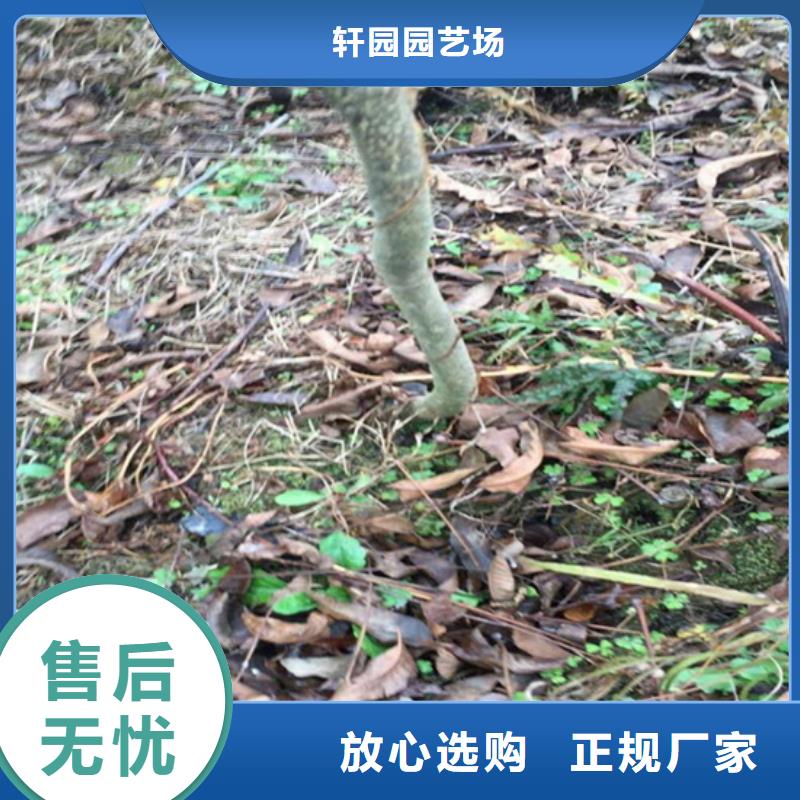 碧根果-樱桃苗出货及时