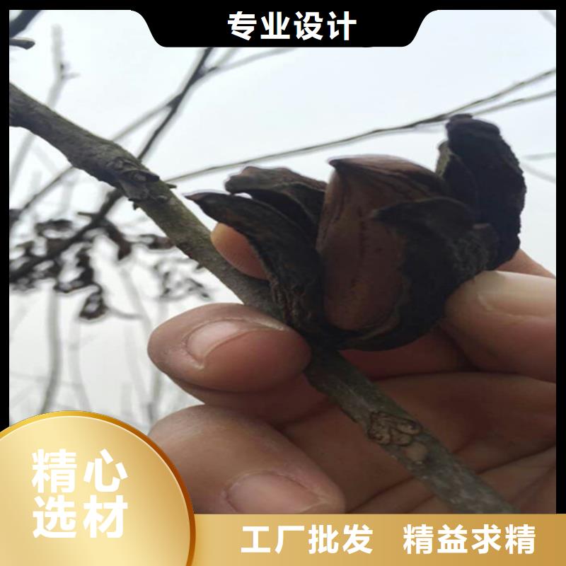 碧根果树苗育苗基地
