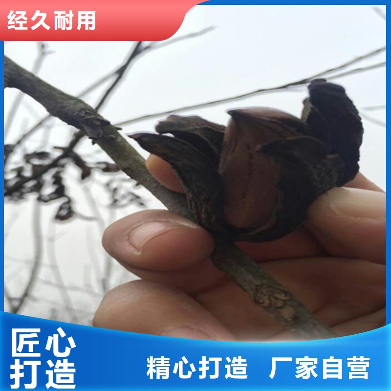 碧根果樱桃苗用心服务