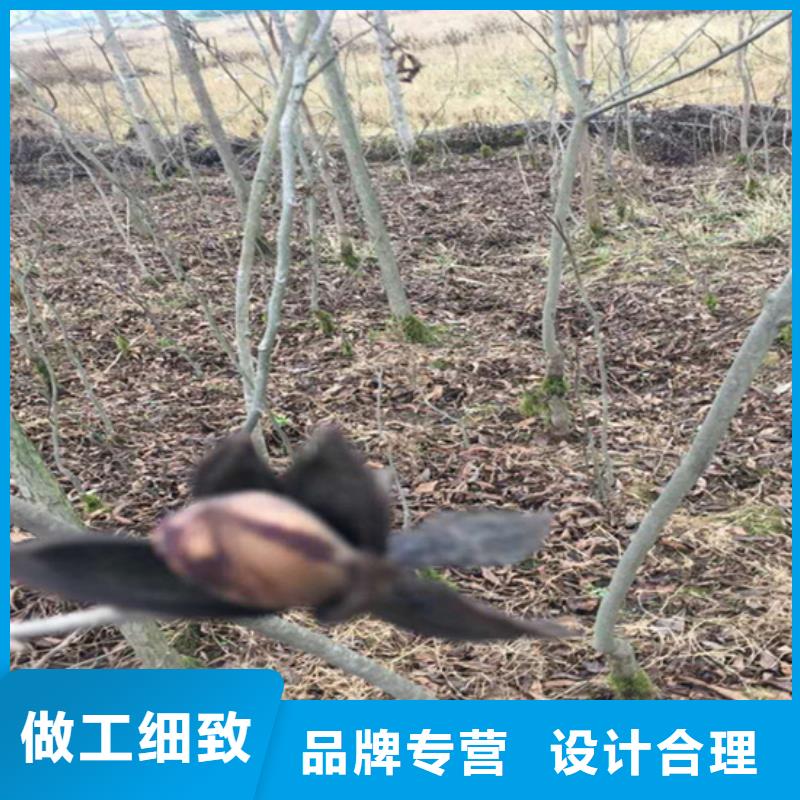 碧根果无花果苗匠心工艺