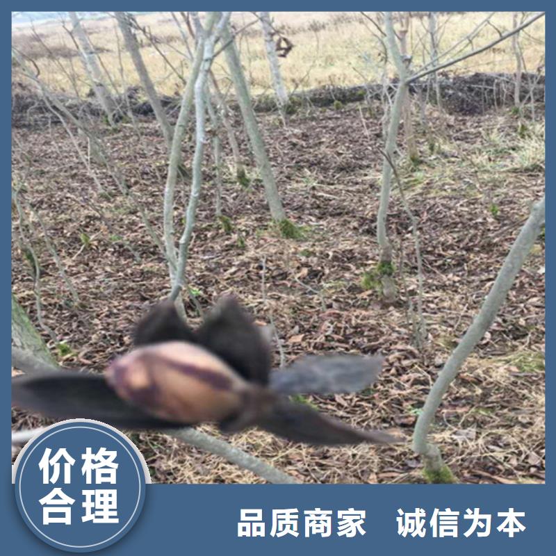 碧根果苗一亩地多少棵