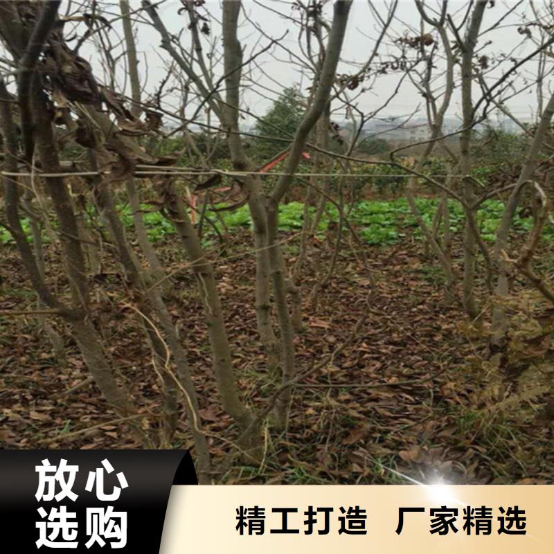 碧根果无花果苗匠心工艺