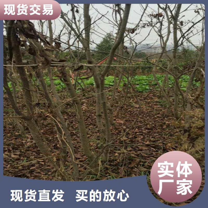 碧根果树苗育苗基地