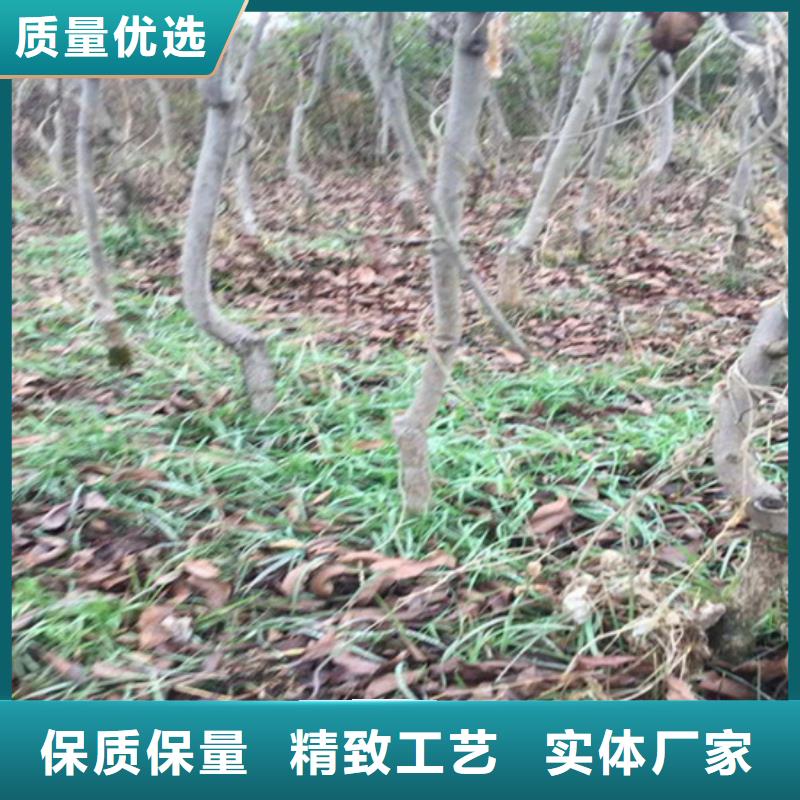 碧根果无花果苗匠心工艺