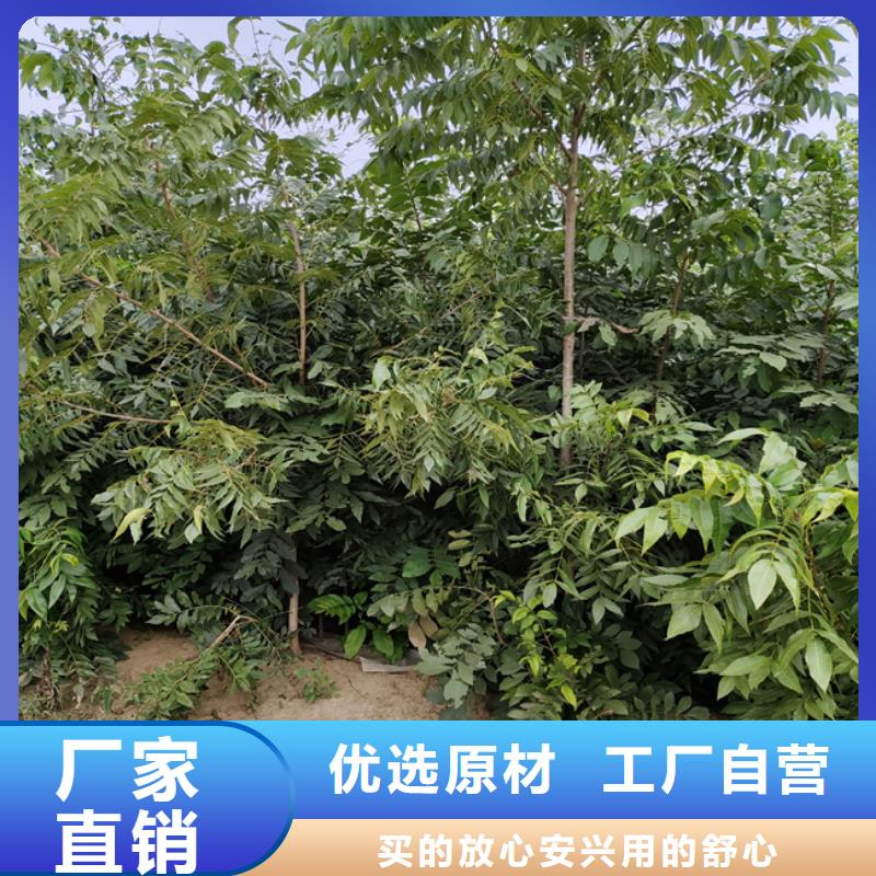 碧根果-樱桃苗出货及时